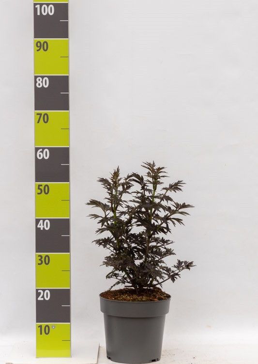 Sambucus ni. 'Lace Up' -R- C 4,6, D 23
