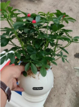 Счеффлера 180 Эрт Мани Три (виз ред фруит) 18，圆塑料盆 18 40