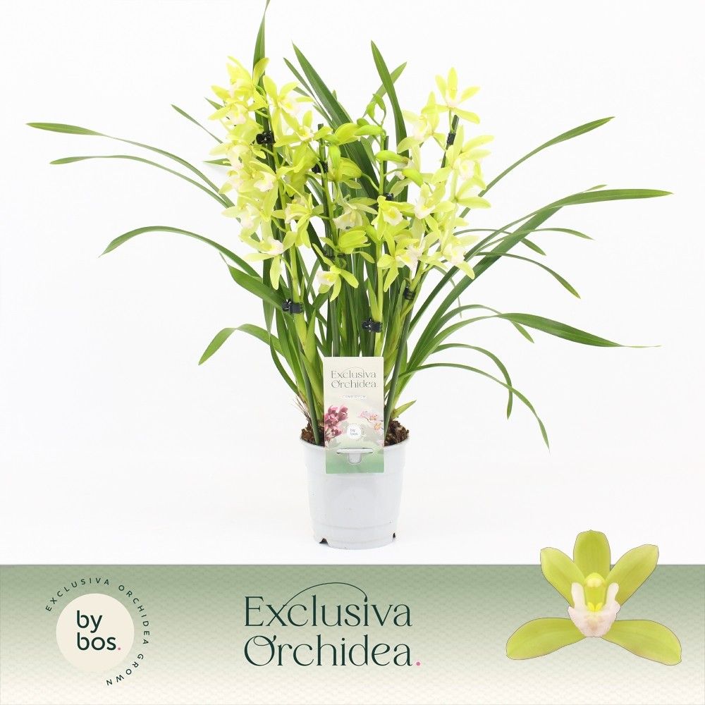 Cymbidium, Mint Source 4-spike 'Exclusiva Orchidea', D 12