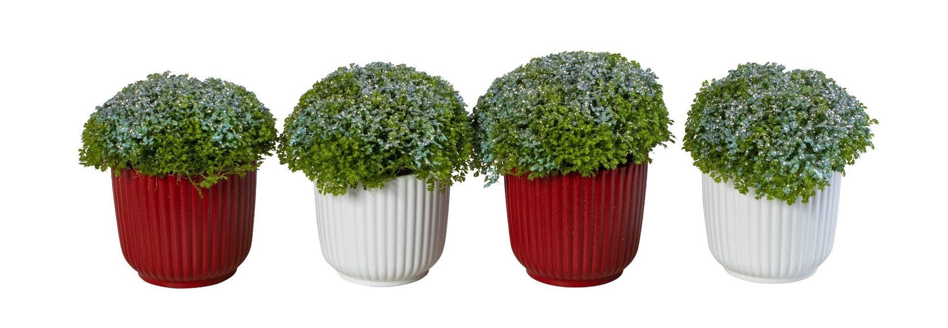 L 66250 With Selaginella Apoda + Glitter 6 cm, D 6