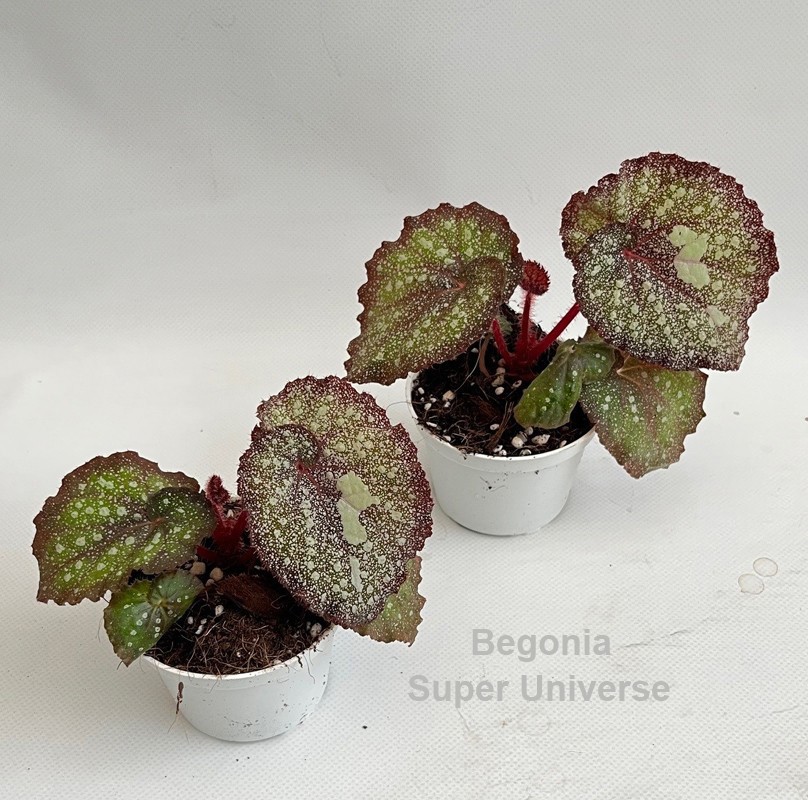 Begonia Super Universe 9cm *NEW*, D 9