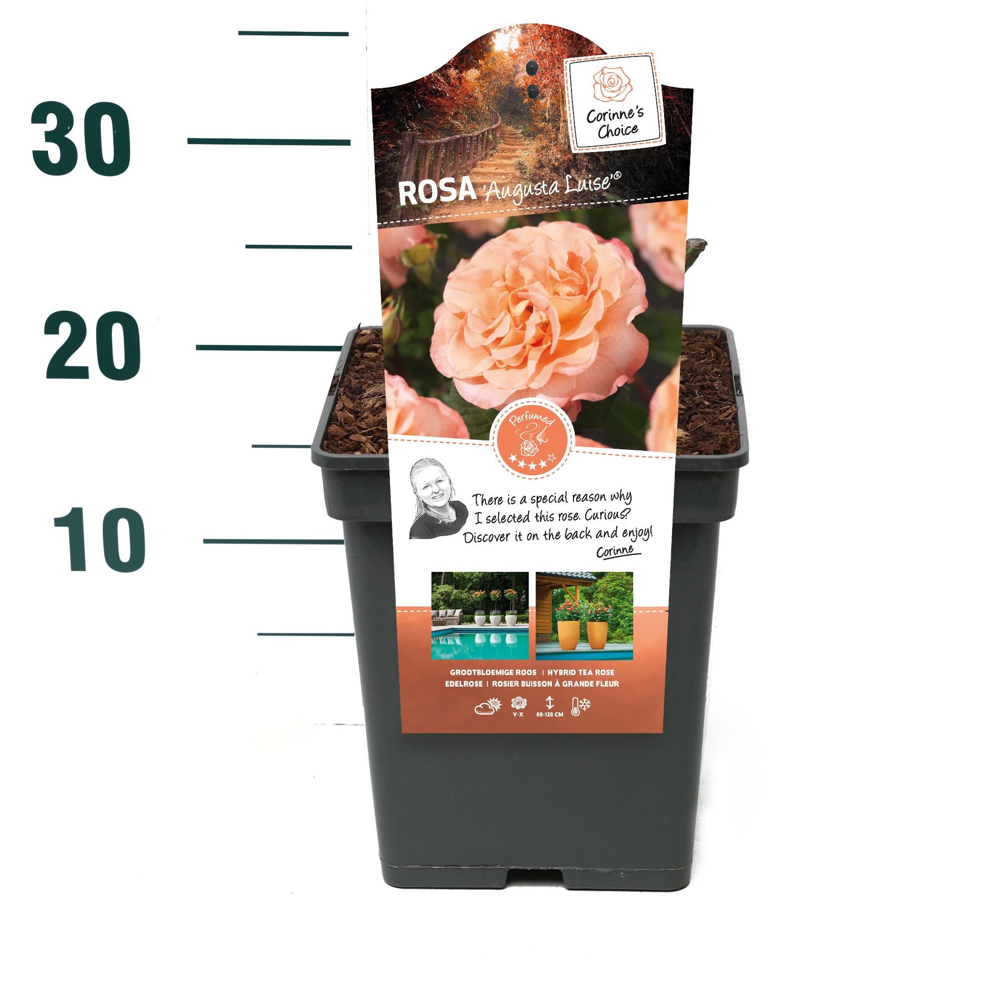 Rosa 'Augusta Luise' - Struik - VP5 - Categorie 3, D 23