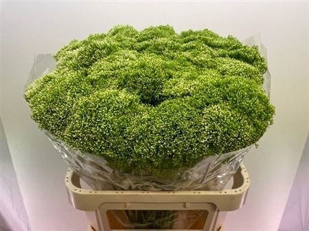 Трахелиум Лэйк Пауэл 80, шт.