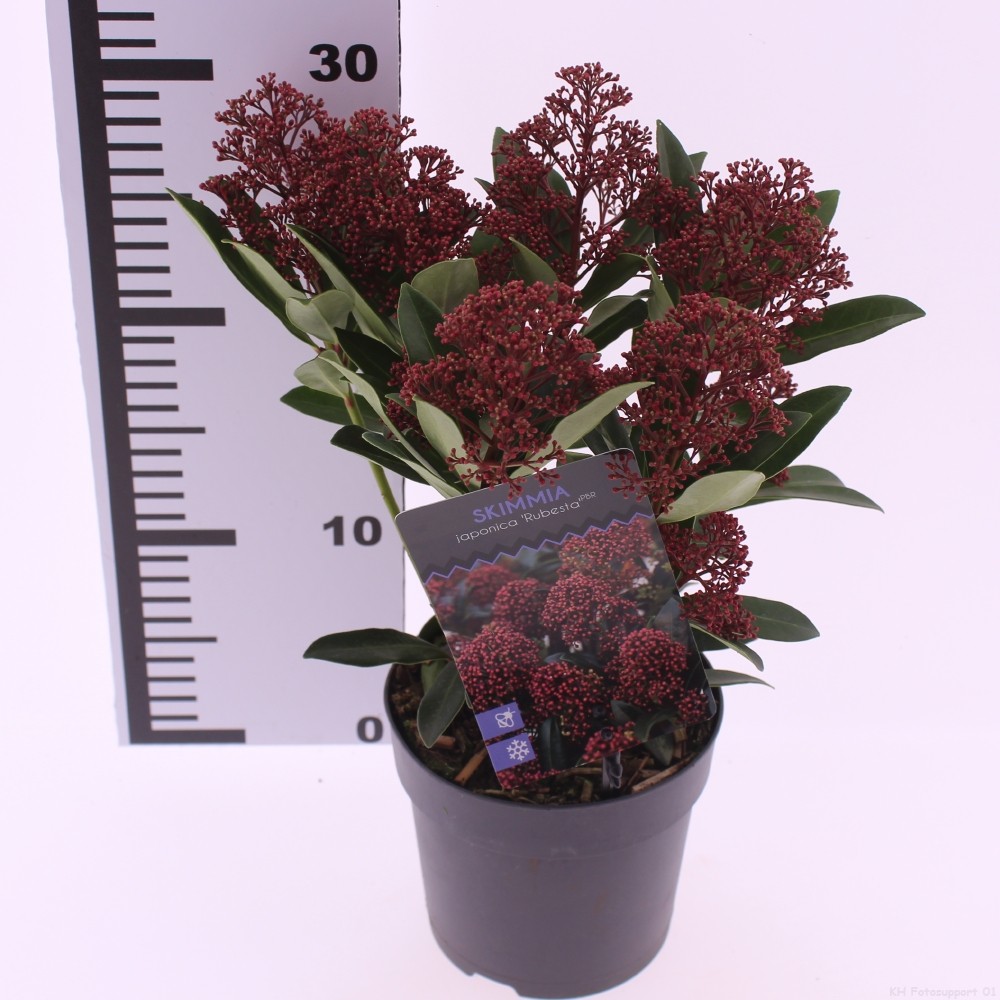 Skimmia japonica 'Rubesta', D 13 cm