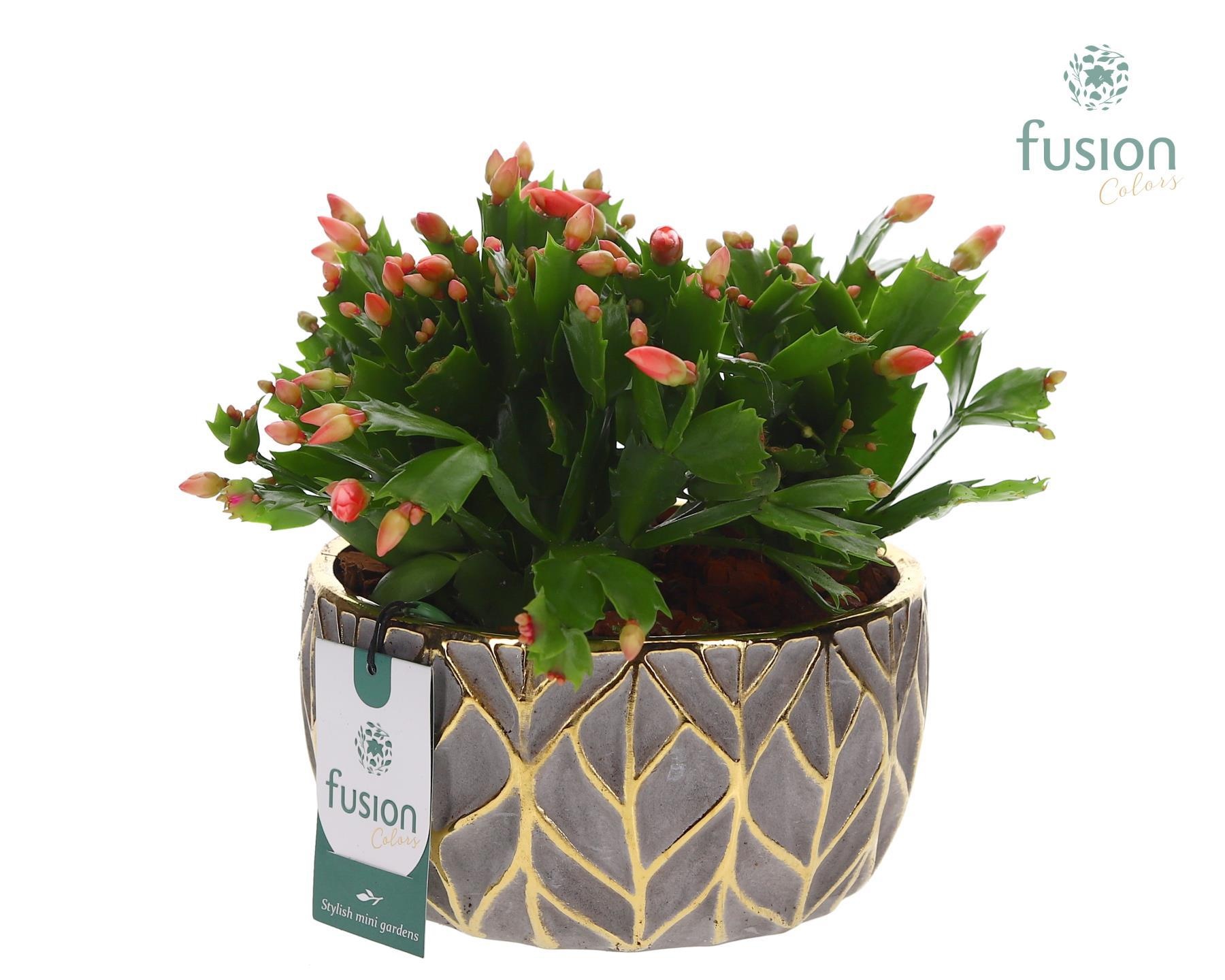 Schaal keramiek Lucie met Schlumbergera, D 19 cm Schaal keramiek Lucie met Schlumbergera, D 19 cm