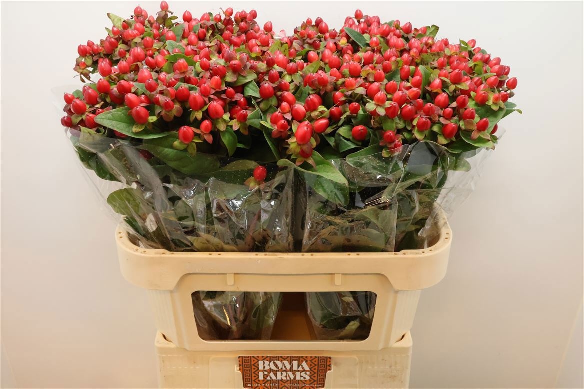 Гипперикум Мэджикал Триумф 70 (красн.), шт.