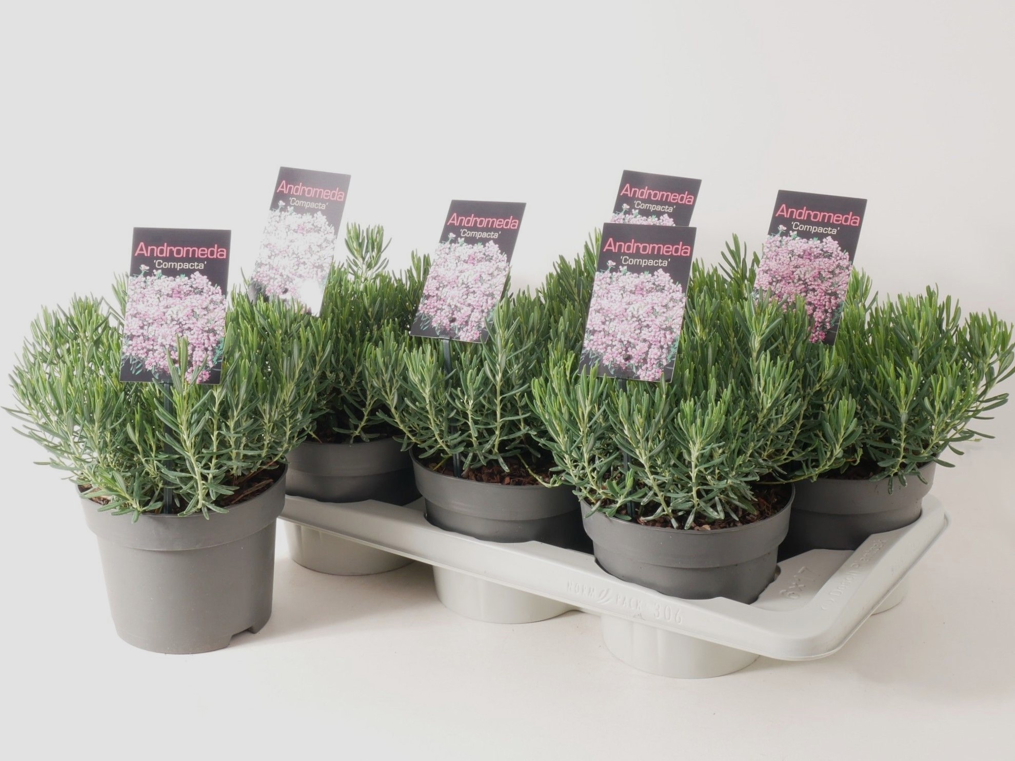 Andromeda polifolia 'Compacta' P17, D 17 cm