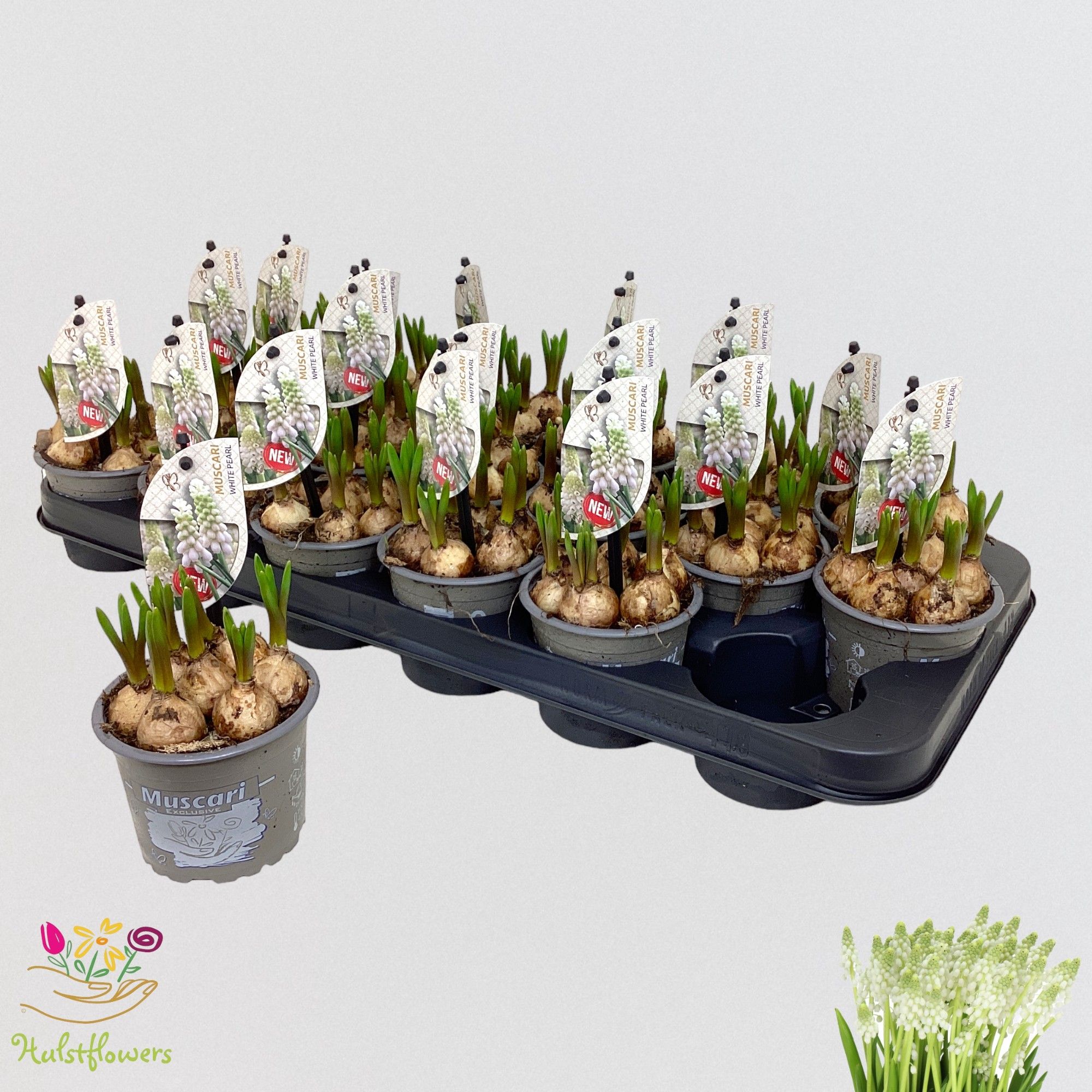 Muscari White Pearl p9, D 9