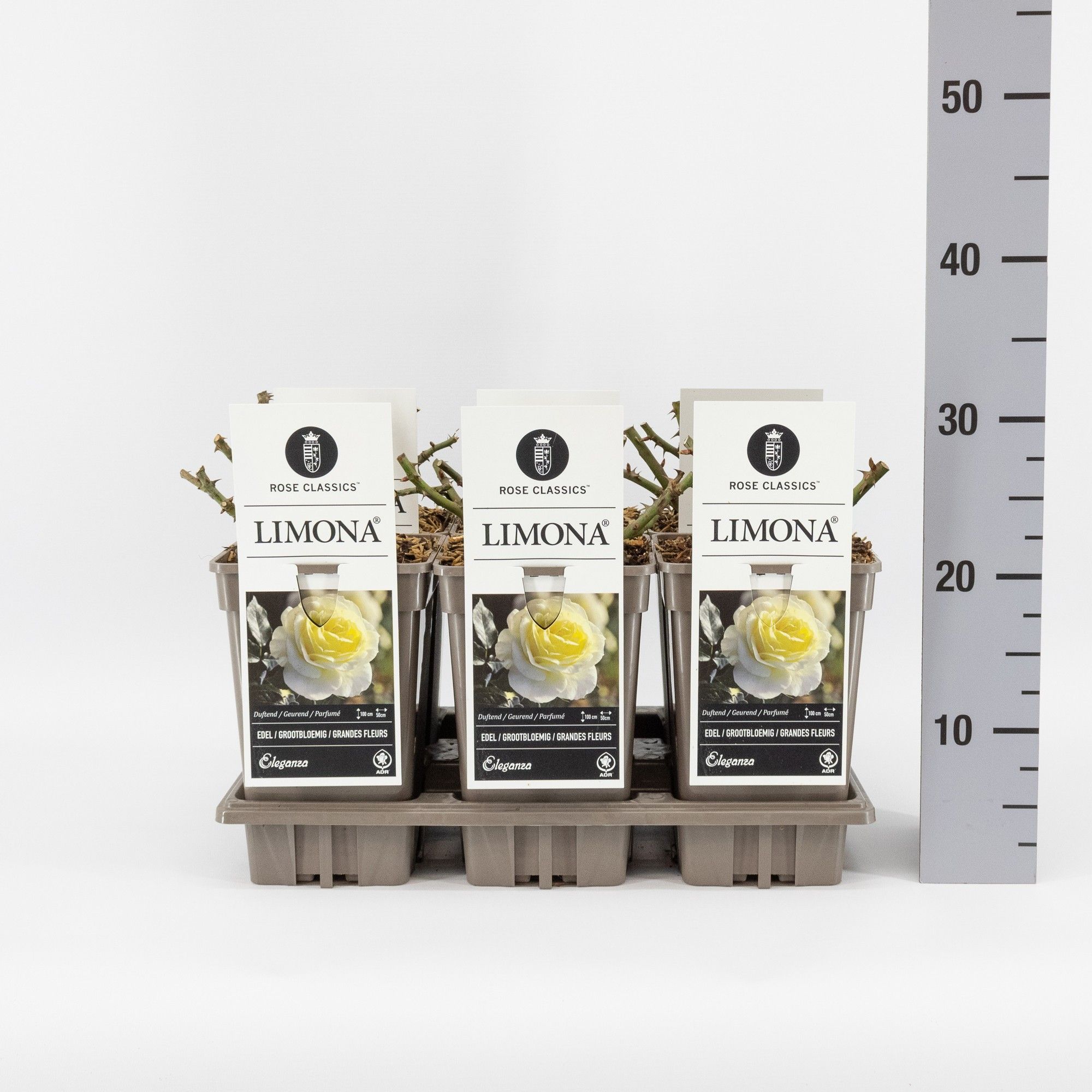 Rosa (TH) Limona ®, C3, D 17