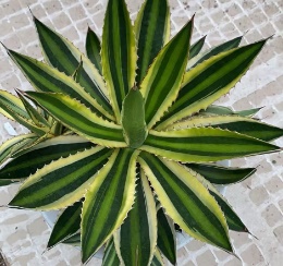 Агава квадриколор 18 30