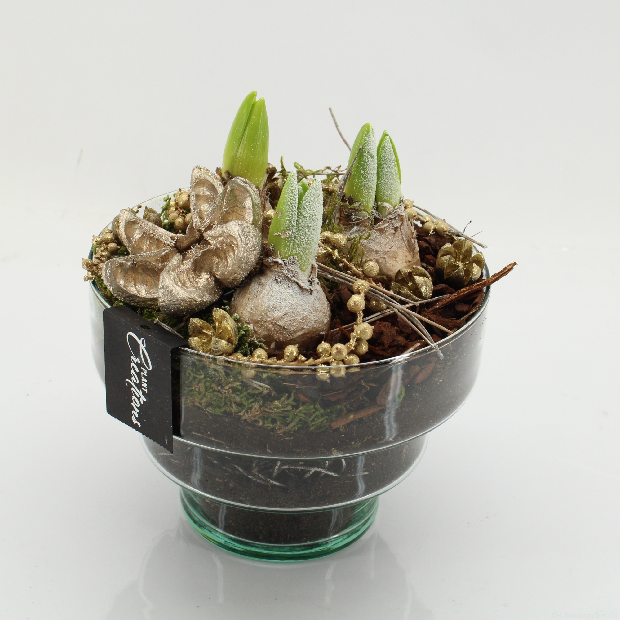 HYCXM-2516 Hyacint Kerst, D 17 cm