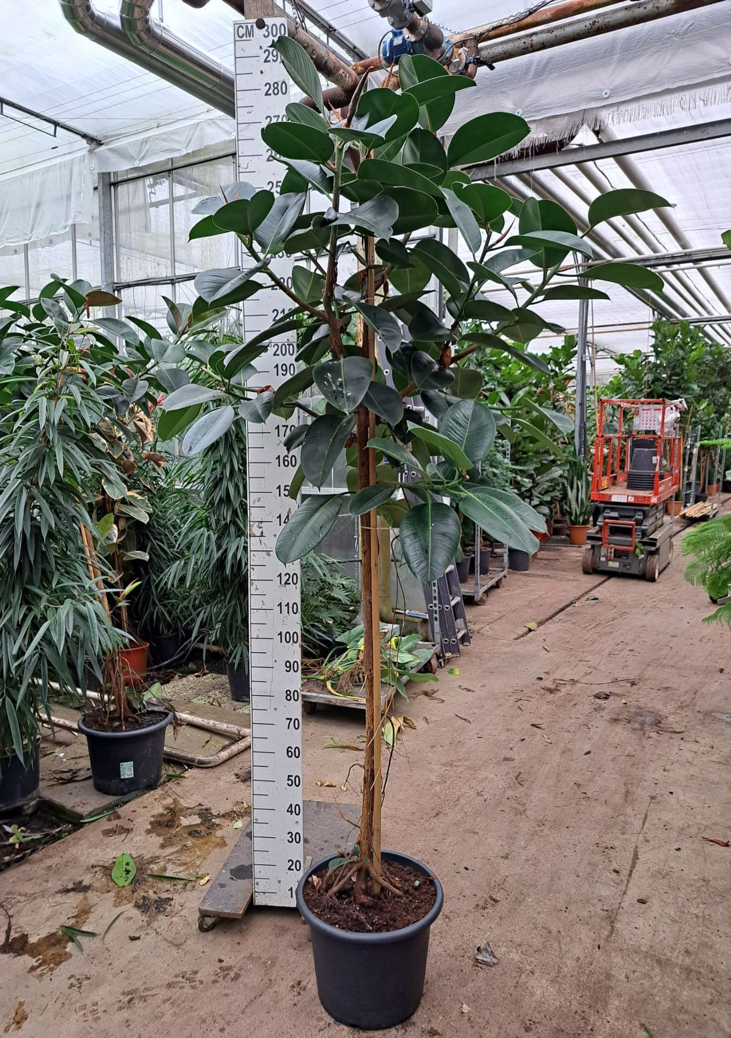 Ficus Elastica Robusta stam 270, D 45