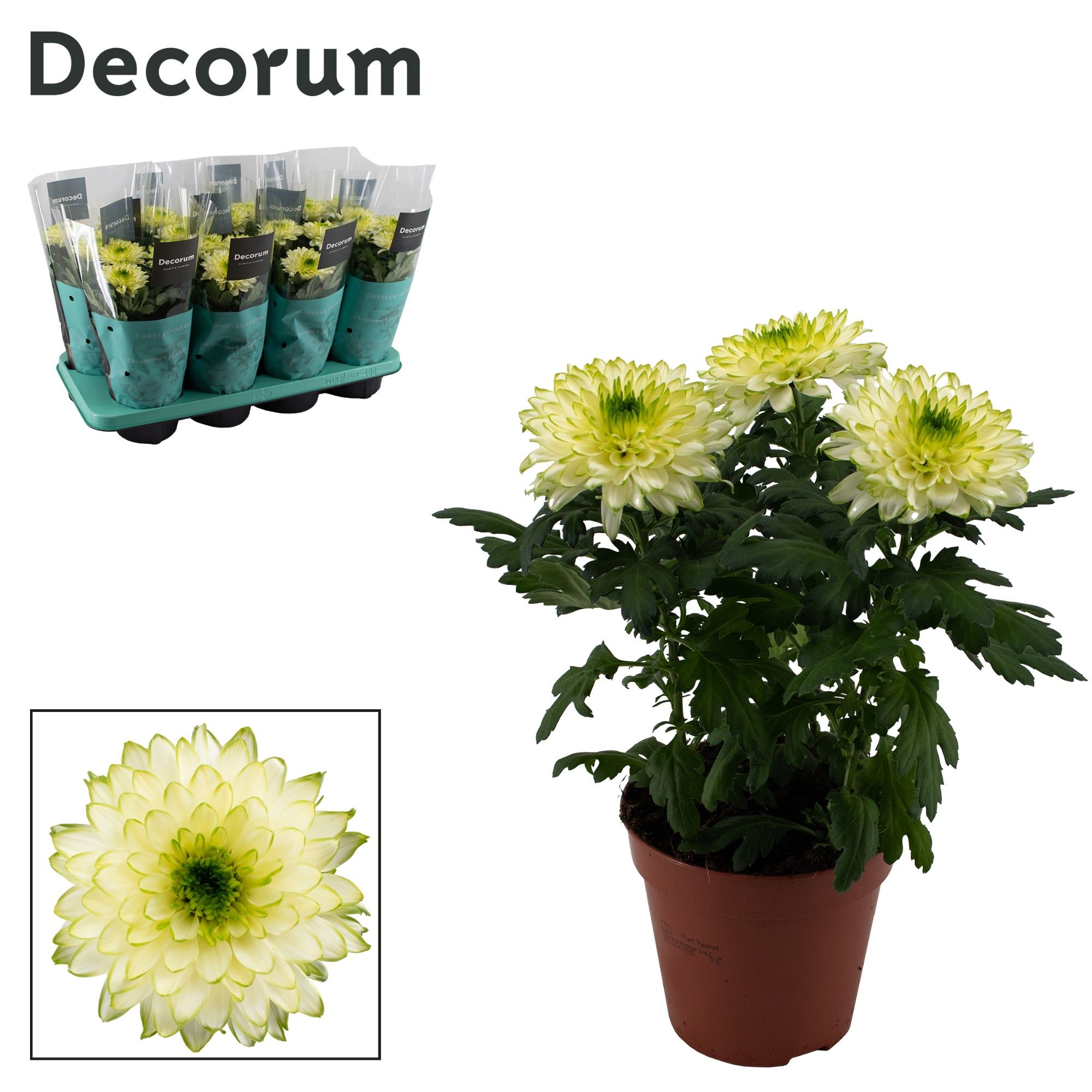 Decorum Chrysanne® Zembla Next Lime, D 13