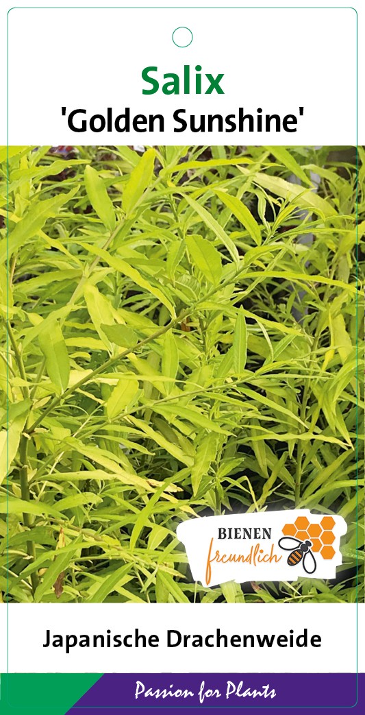 Salix sach. 'Golden Sunshine' ® 60CMSTC4, D 21 cm