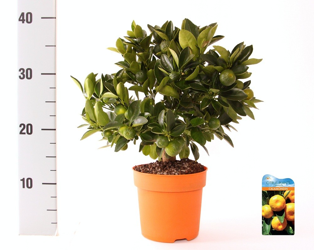 Citrus Calamondin medi-stem, D 14