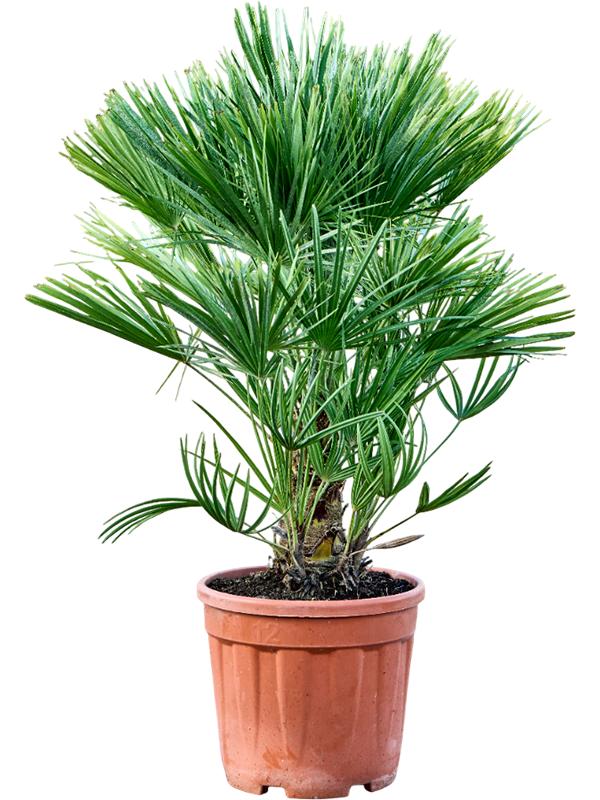Chamaerops humilis, D 28 cm Chamaerops humilis, D 28 cm