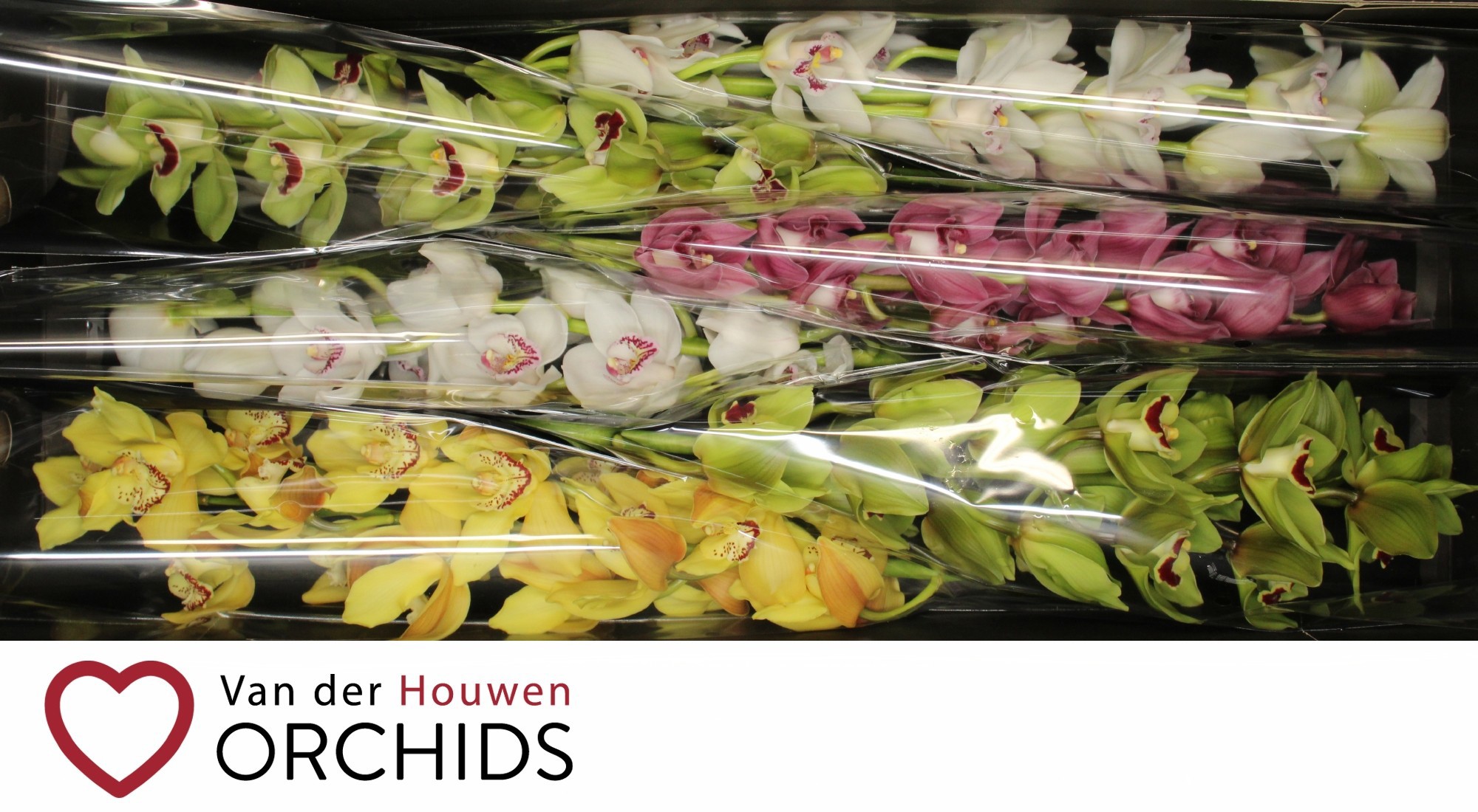 Цимбидиум Микс 80 x6, шт.