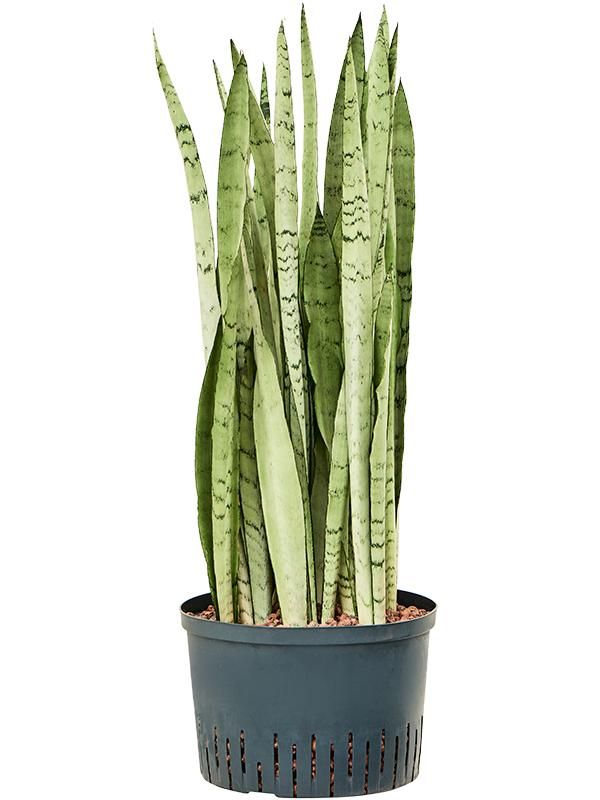Sansevieria trifasciata 'Silver Mist', D 28