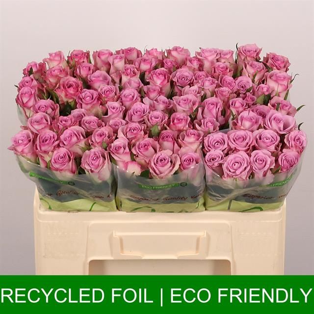 Роза од. Триллер 50, шт.