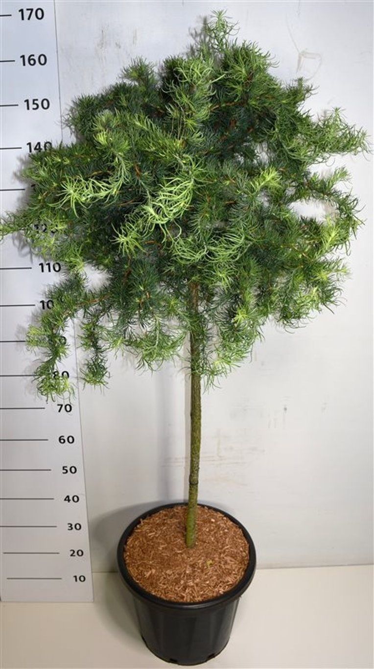 Larix kaempf. 'Diana', D 38 cm