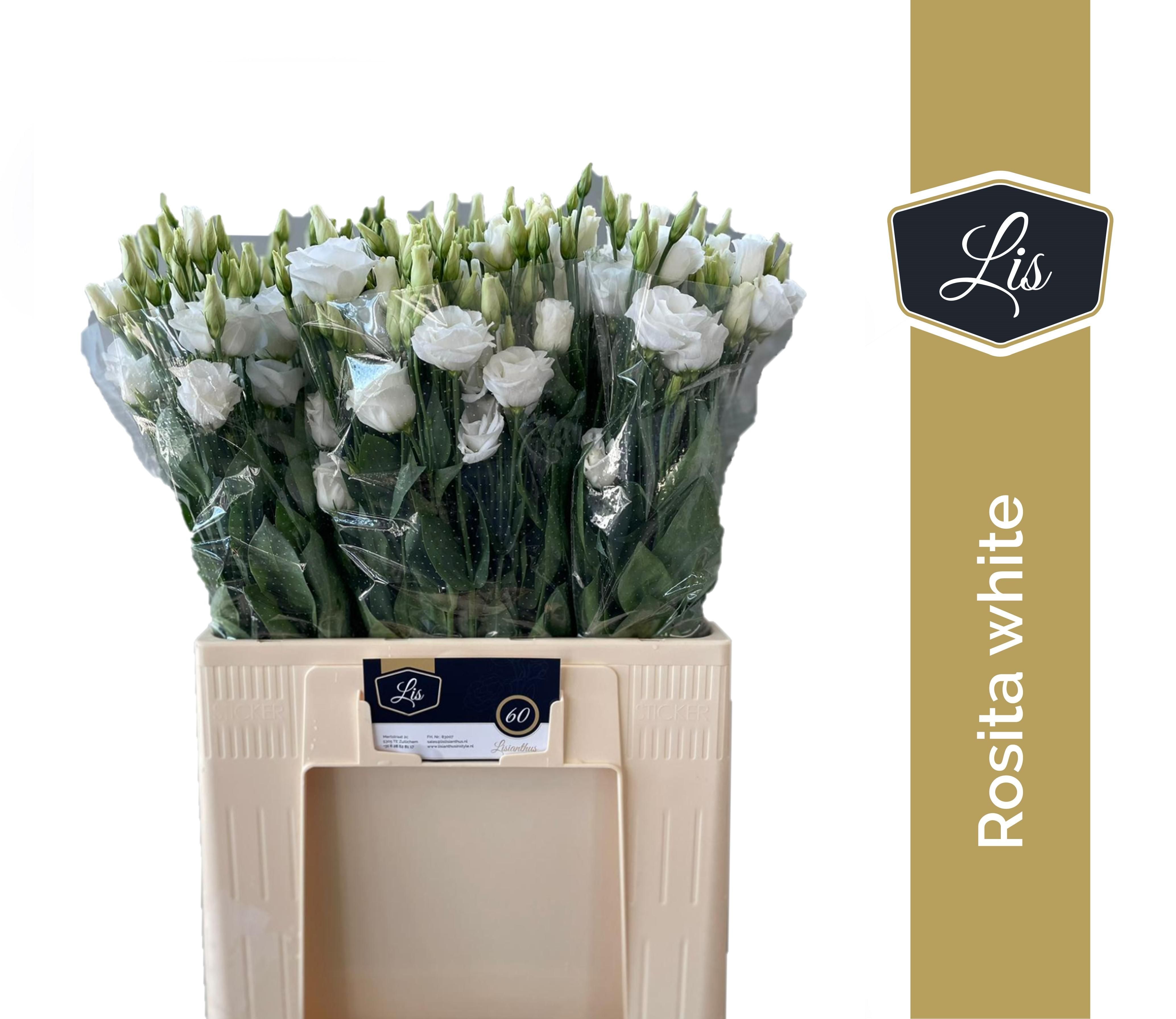 Эустома Розита Вайт 65 (бел.), шт.