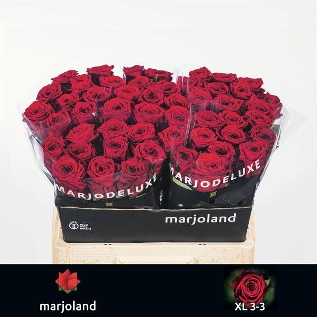 Роза од. Рэд Наоми 55, шт.