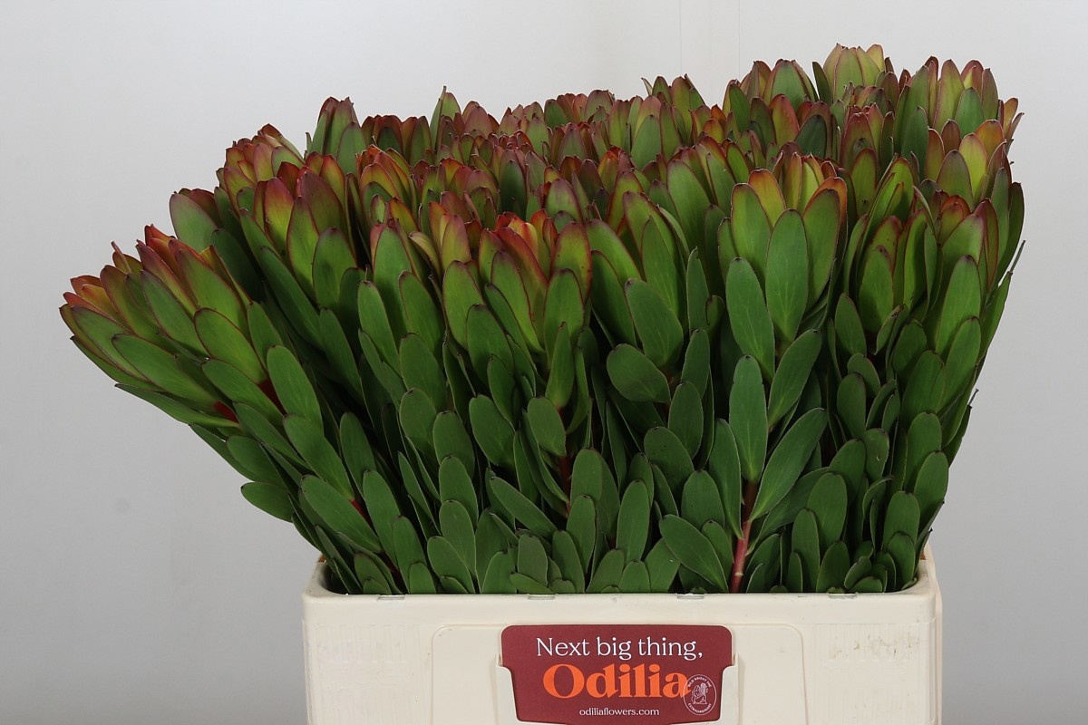 Леукадендрон Сафари Голдстрайк 60, шт.