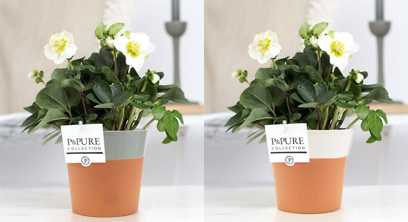 1st class Helleborus "Xmas C." in P&PURE Terra Cotta 4 ass. 2, D 12