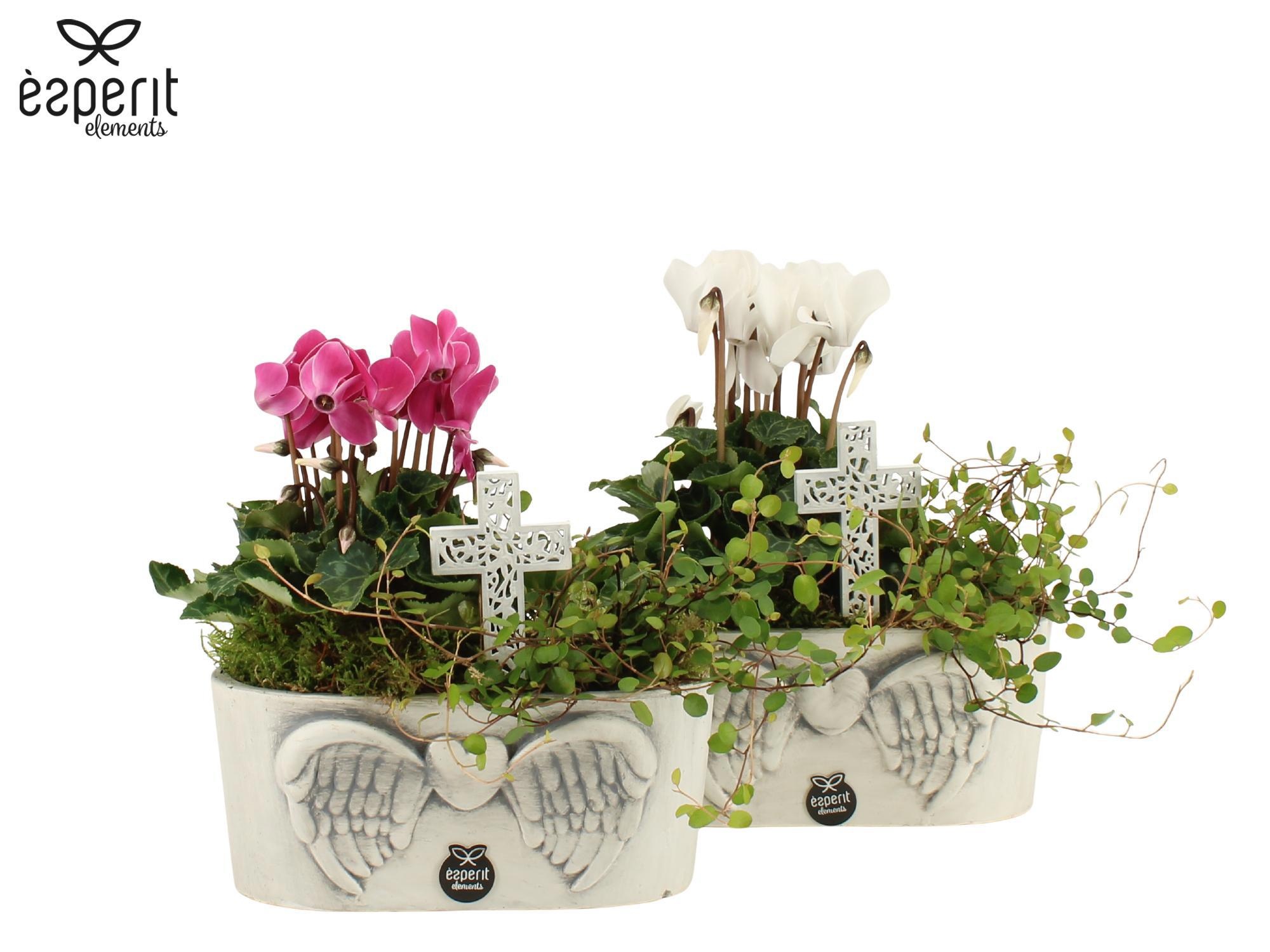 41724: All Saints arrangement, D 19