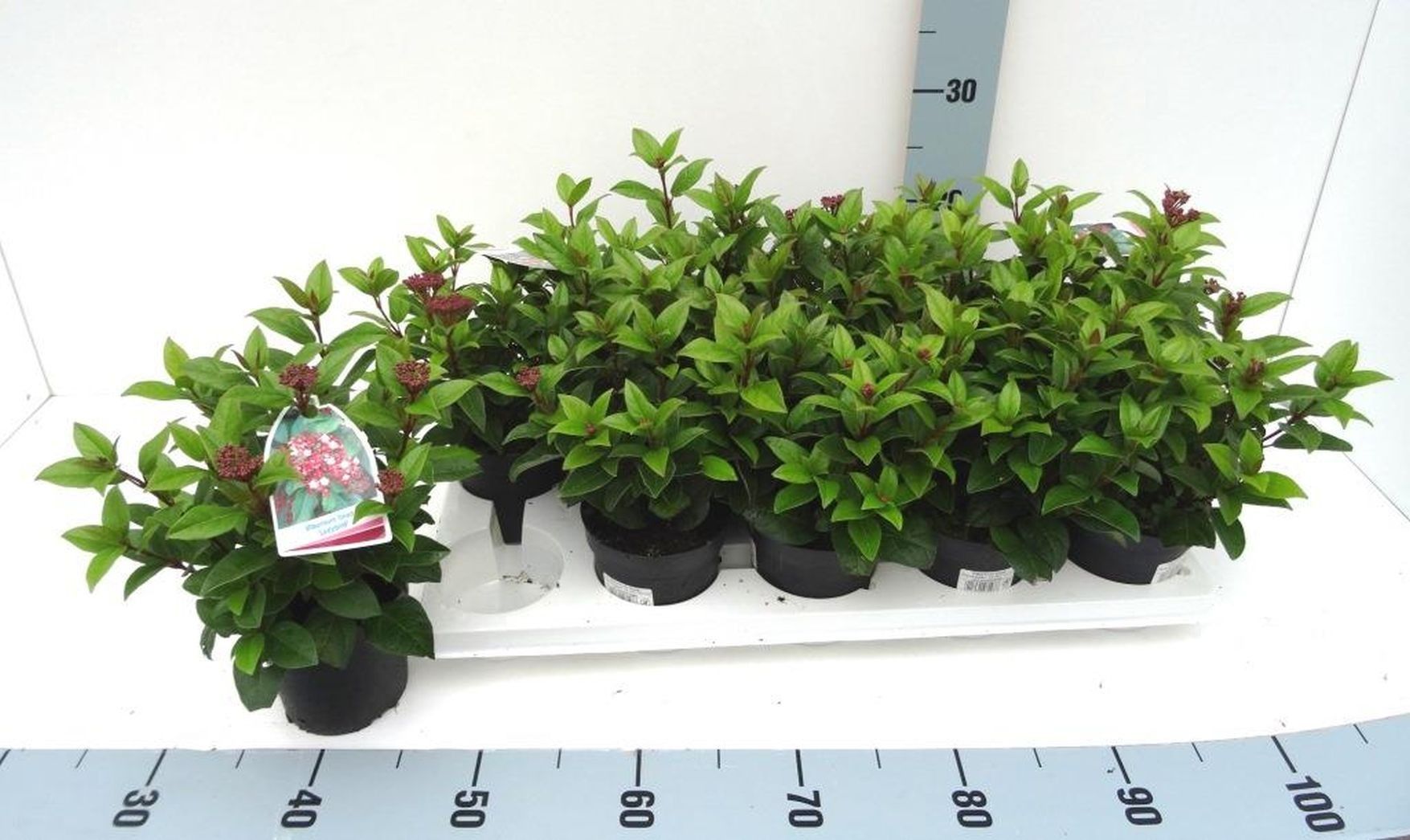 Viburnum tinus 'Ladybird', D 11