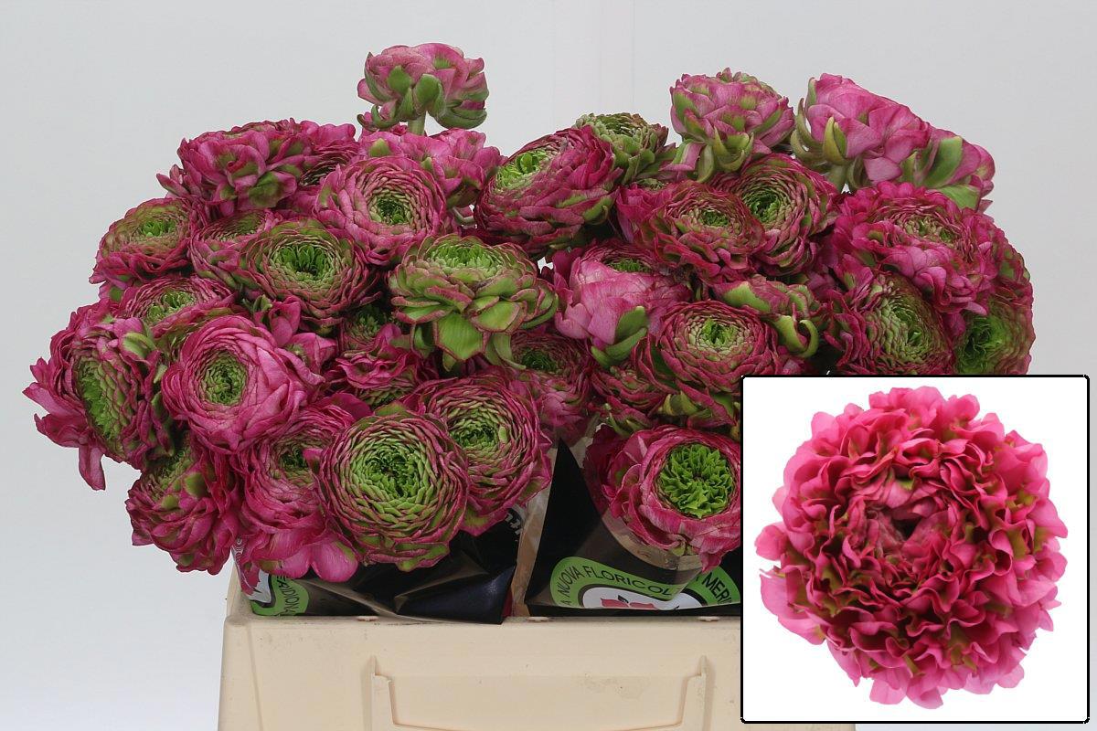 Ранункулус Овериг 40, шт.