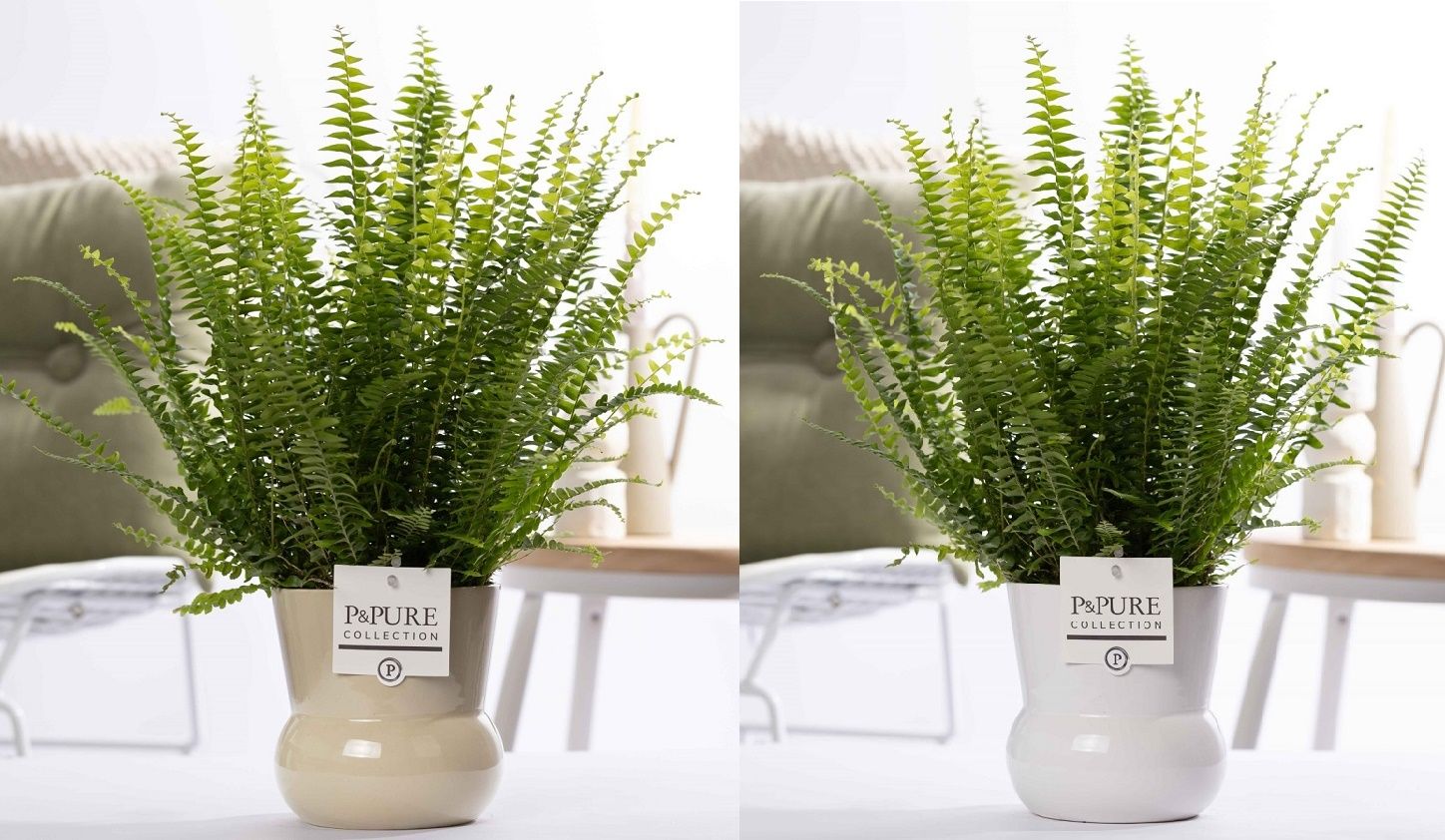 Nephrolepis Green Lady in P&PURE Plant Vase Maxima ass.2, D 12