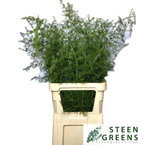 Аспарагус Акутифолиус 100, шт.