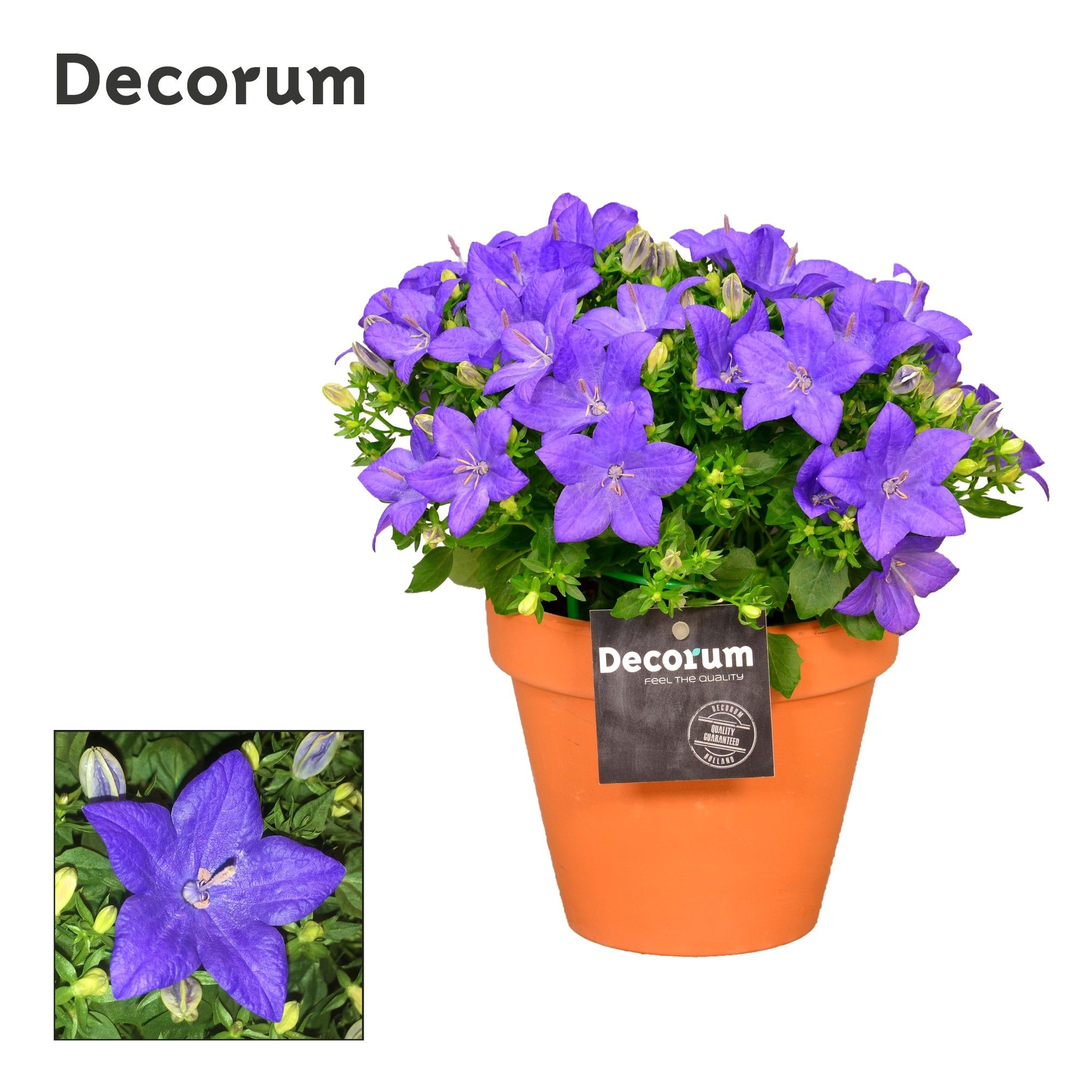 Campanula Napoli Decorum Patio Pot TC, D 13