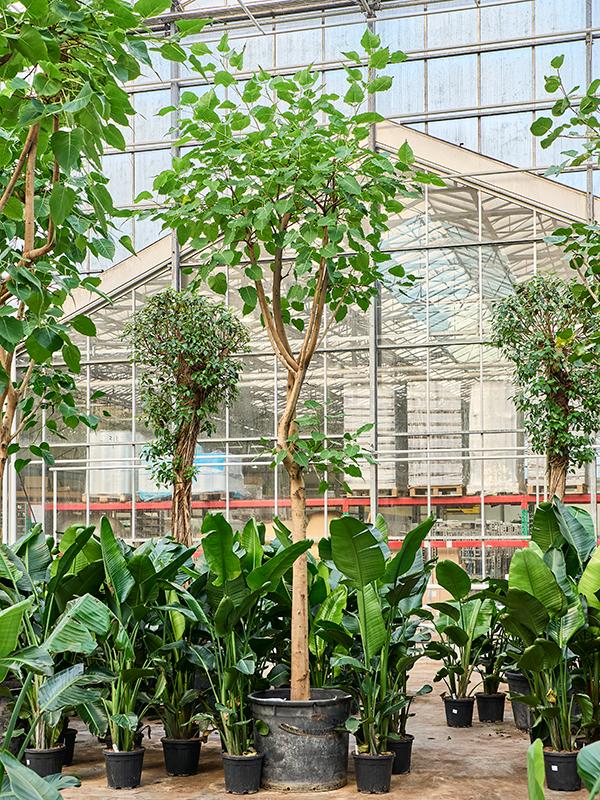 Ficus religiosa (400-500), D 80