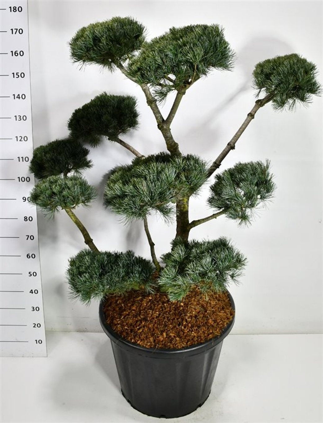 Pinus parv. 'Negishi', D 60