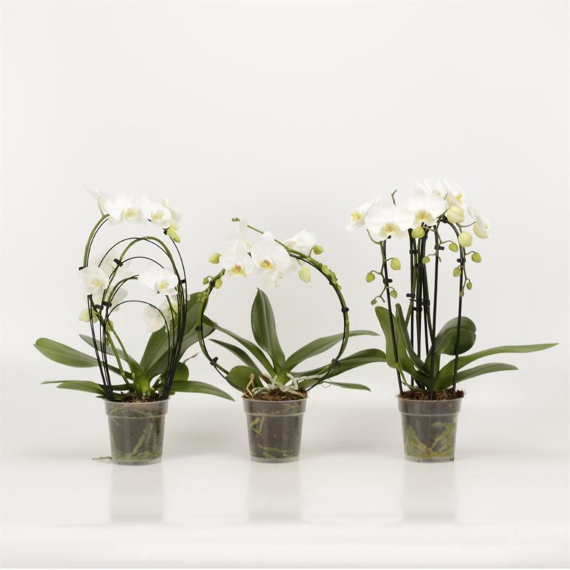 Phalaenopsis overig Shapes wit, D 12