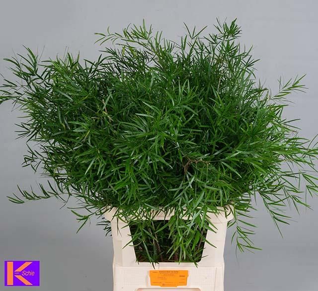 Аспарагус Фалькатус 85, шт.