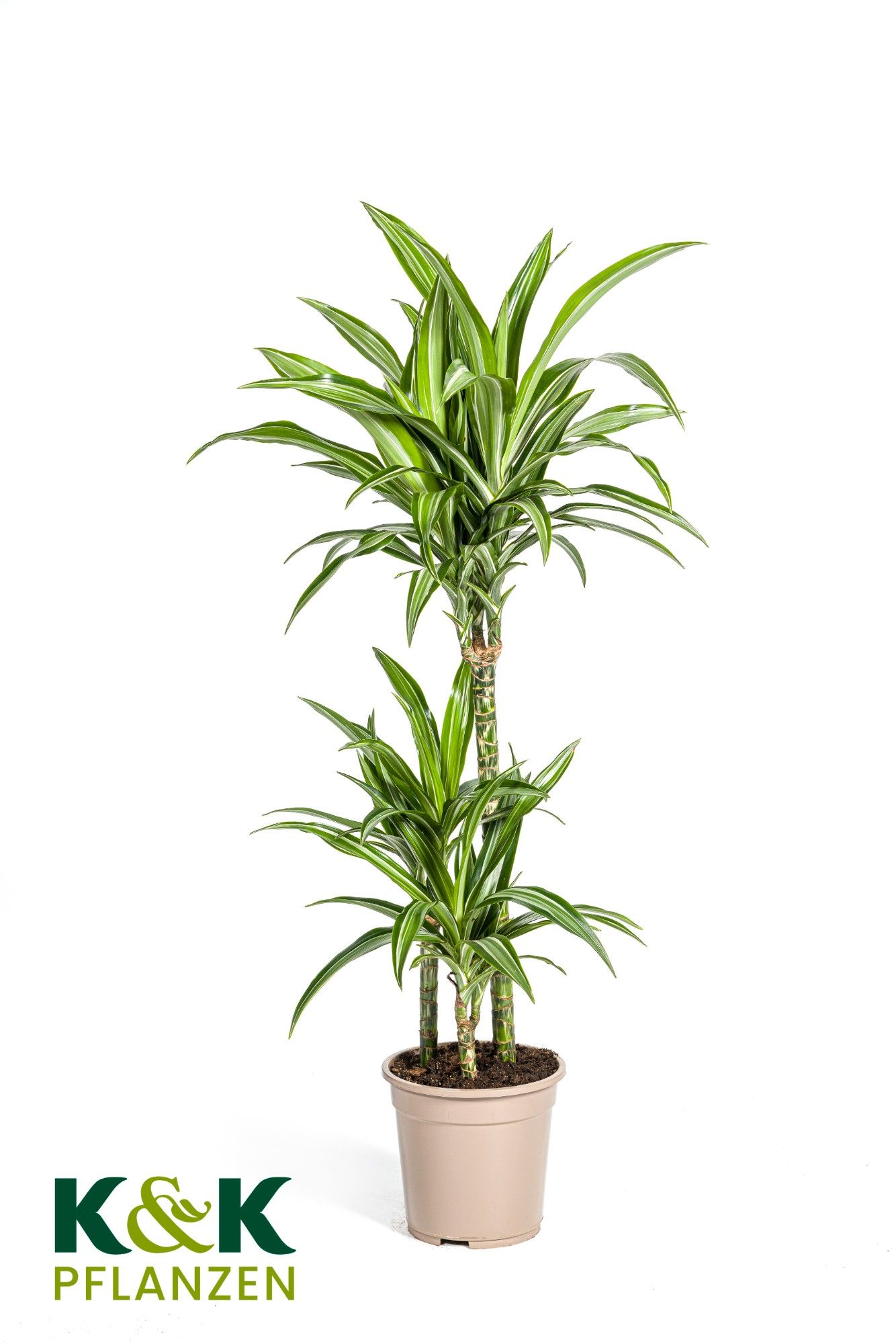Dracaena deremensis White Stripe T21, D 21