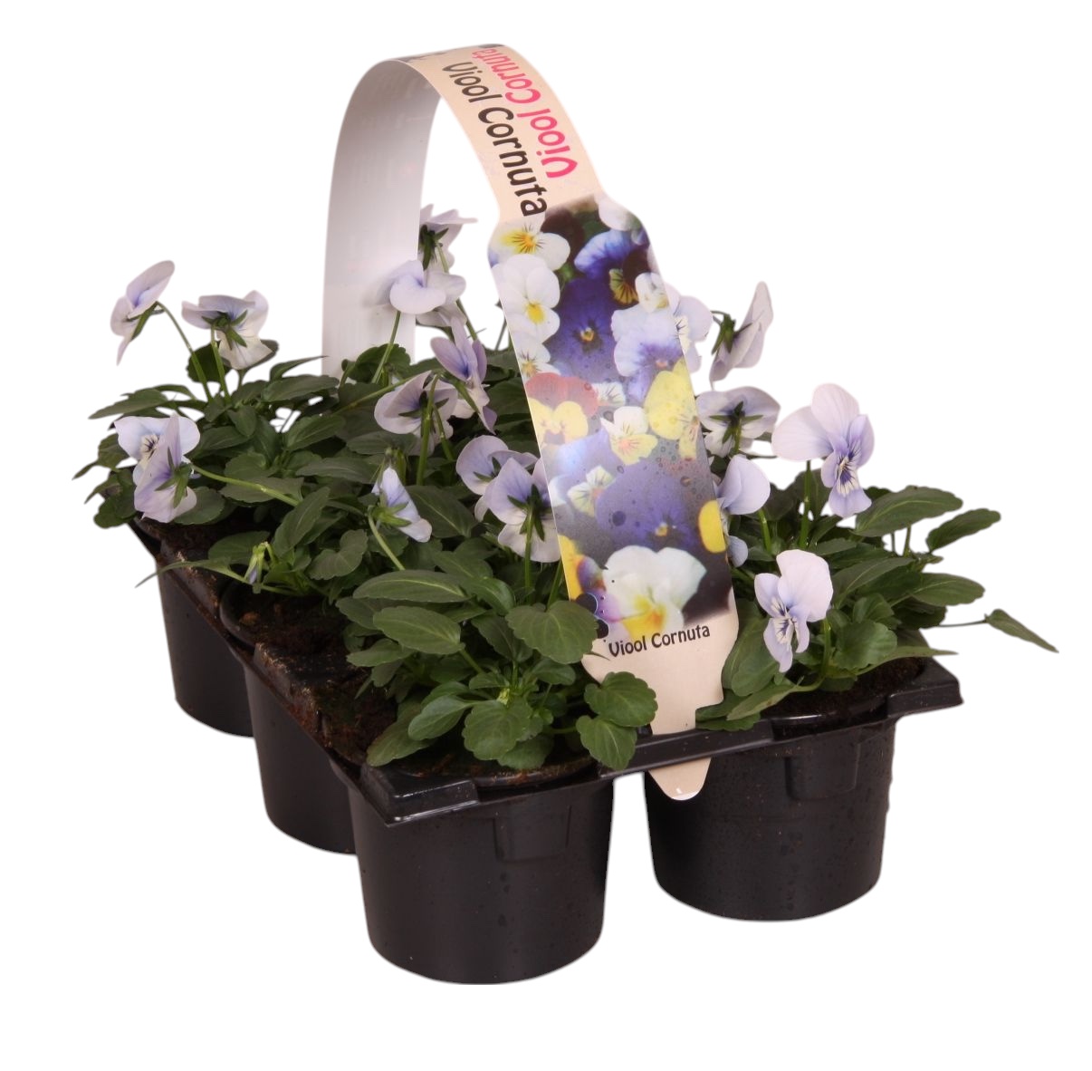 Viool corr licht blauw 6p, D 9