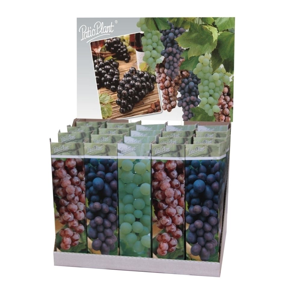 Vitis mix, D 10,5
