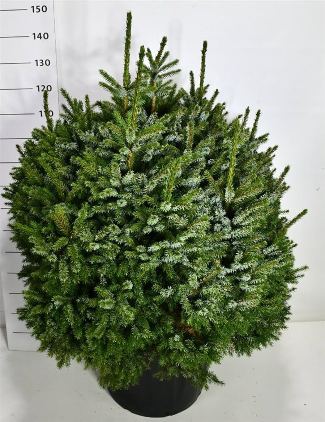 Picea omorika 'Nana', D 62