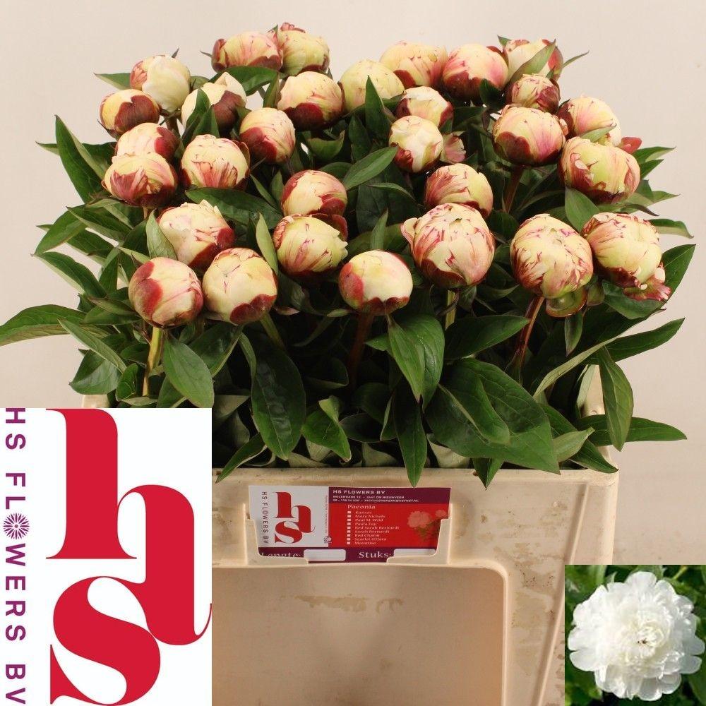 Пион Эльза Сасс 55, шт.