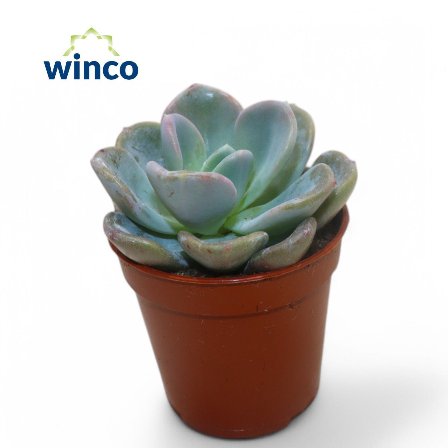 Echeveria Orpet, D 5,5