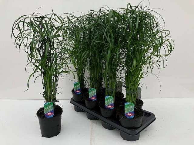 Cyperus alternifolius, D 14