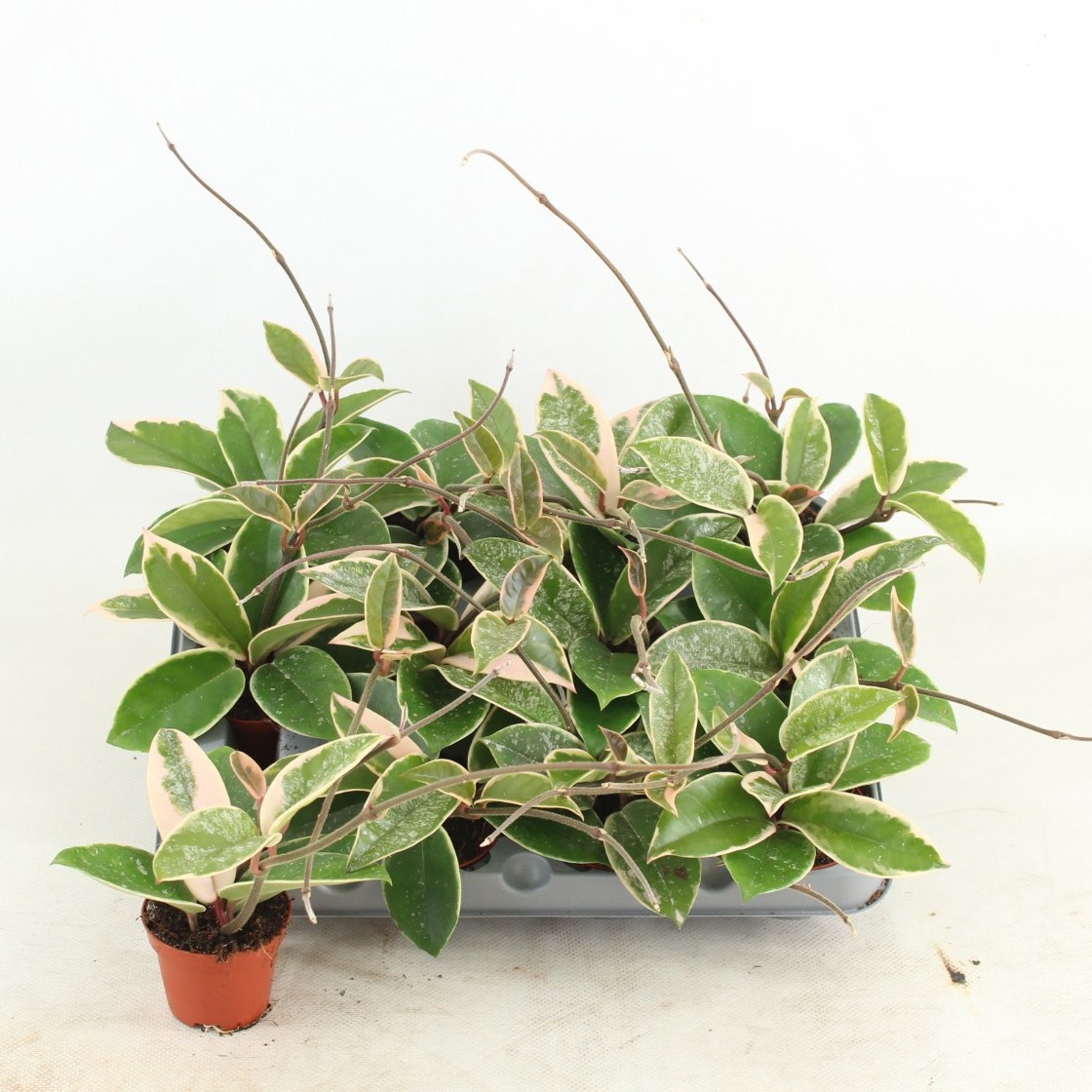 Hoya Krimson Queen Splash, D 6