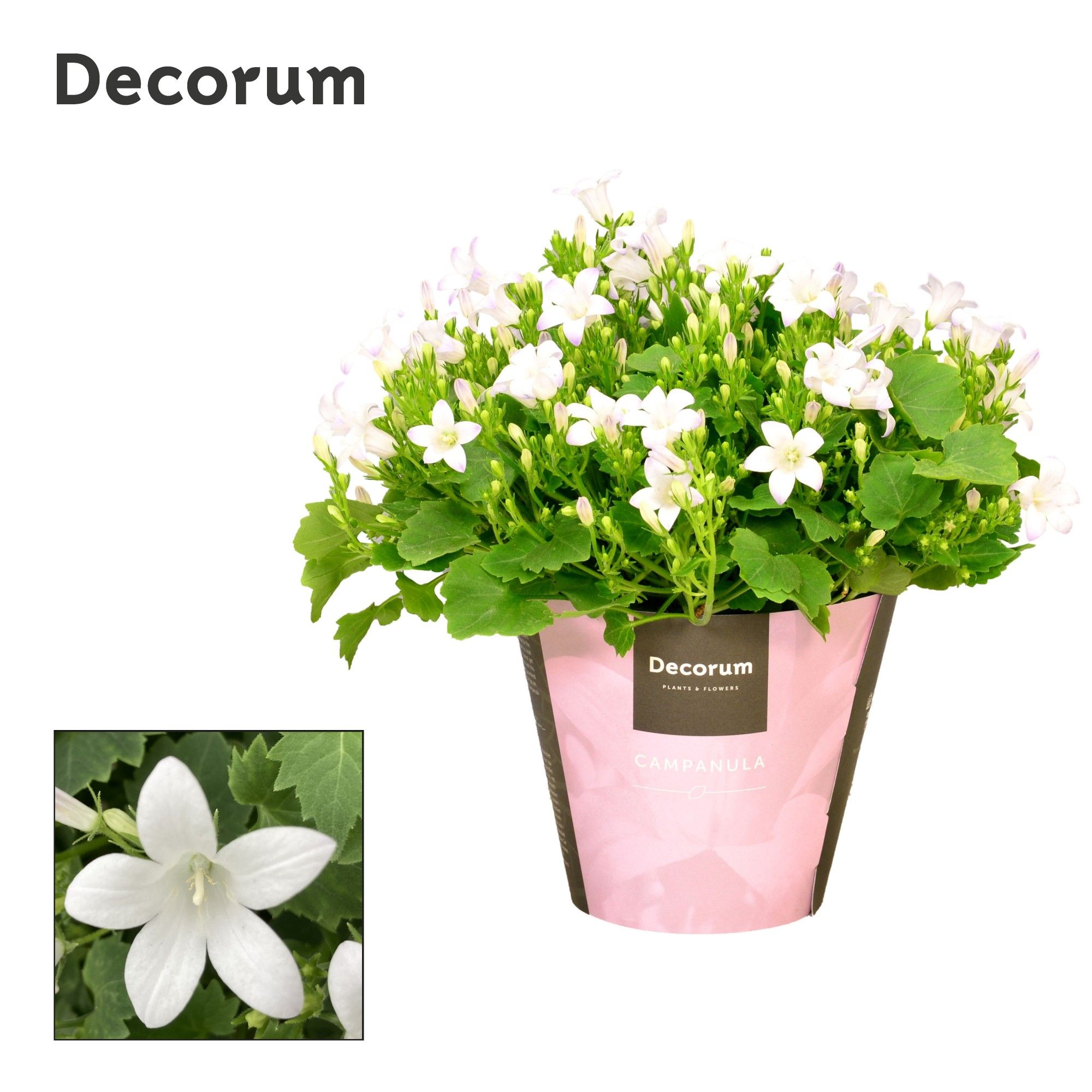 Campanula Porto White Decorum, D 11
