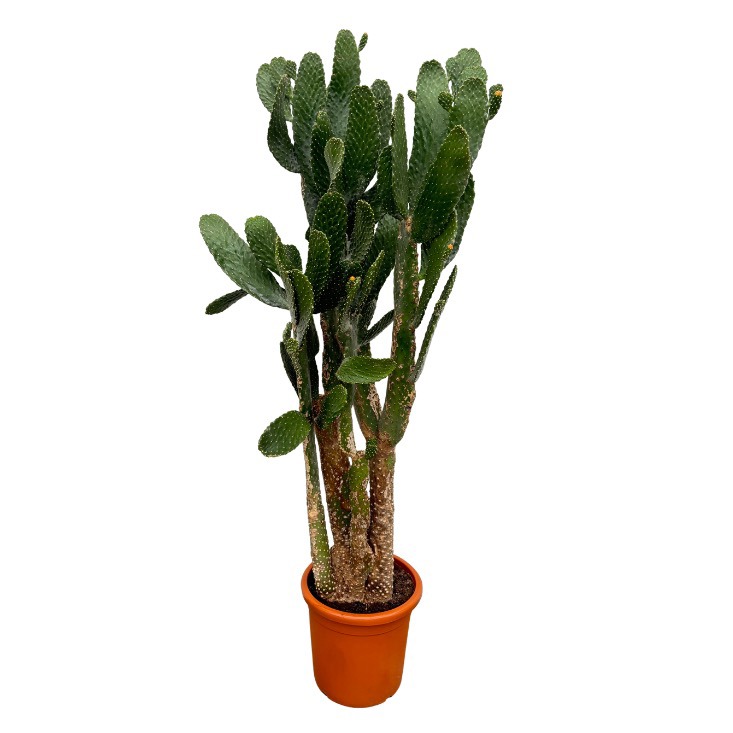 Opuntia Consolea - 210cm, D 40