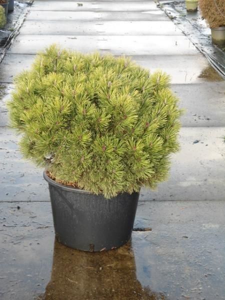 Pinus mugo Mops, D 40