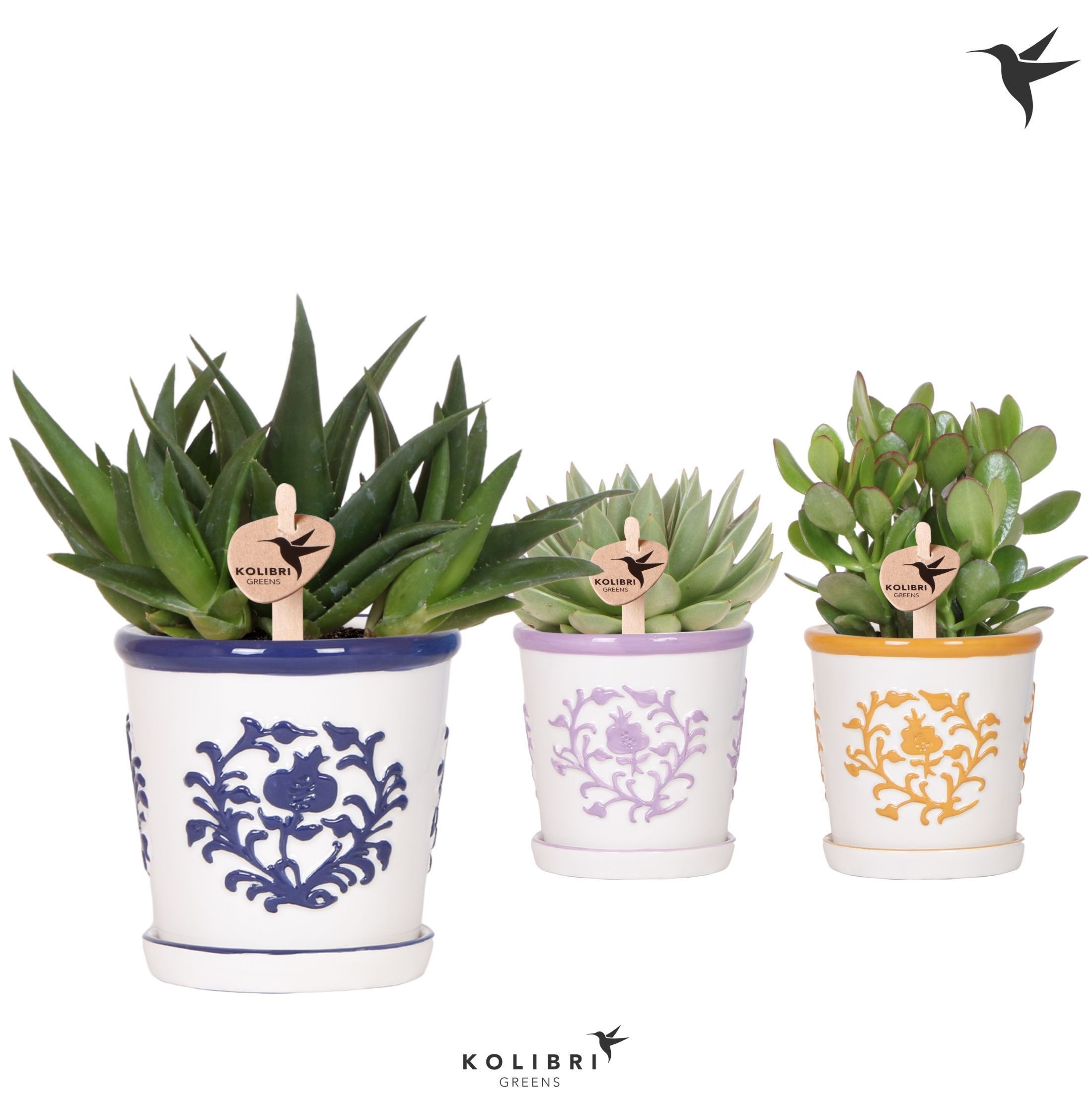 Kolibri Greens Succulenten mix in Malaga pot mix, D 12